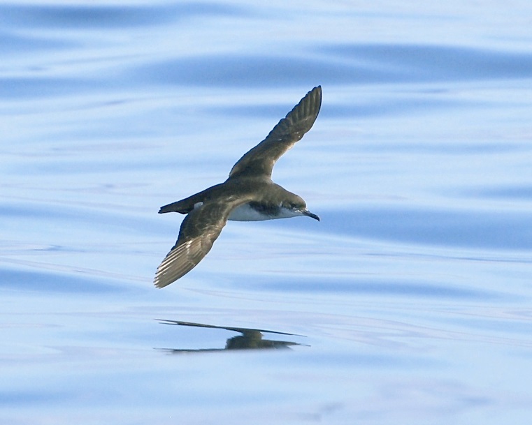 Atlantiksturmtaucher (Bild aus Wikipedia)